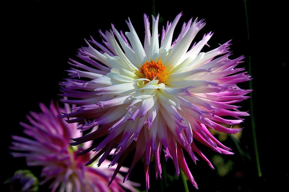 dalia