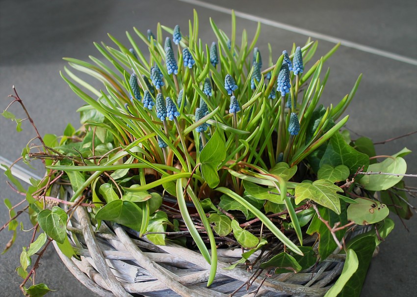 piękna dekoracja wielkanocna z szafirkami