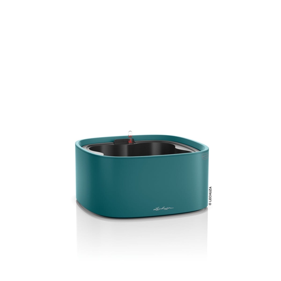 czerwieniejący filodendron