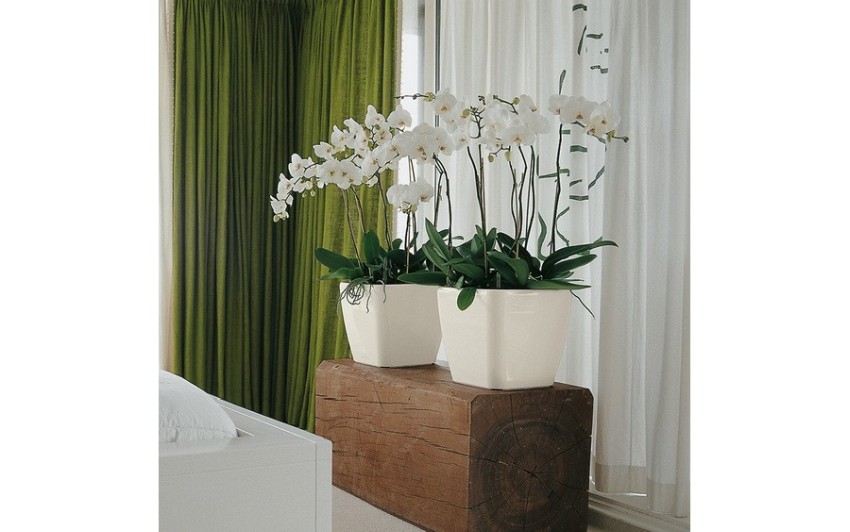 storczyki w donicach quadro