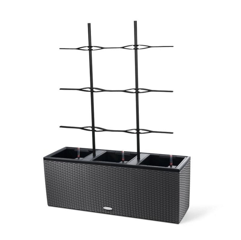 Epipremnum w podwieszanej donicy