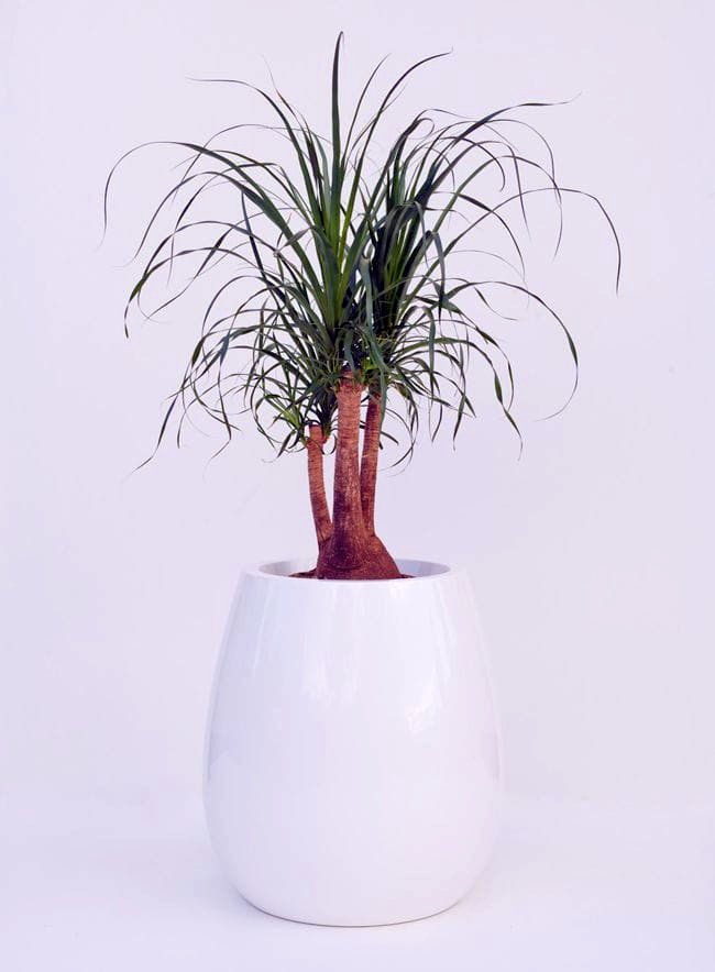 dracena w donicy classico