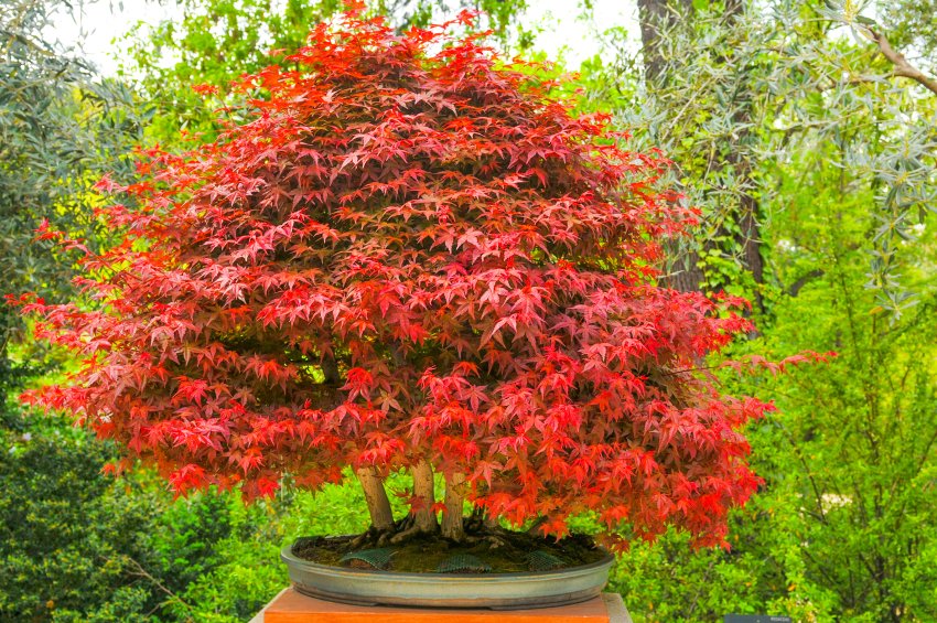 owocowe drzewko bonsai