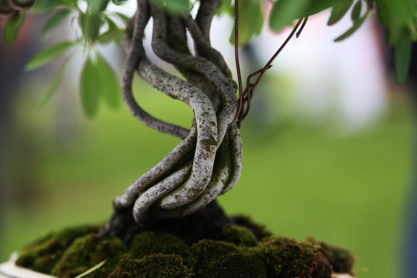 bonsai z jałowca