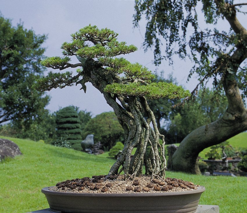 drzewko bonsai