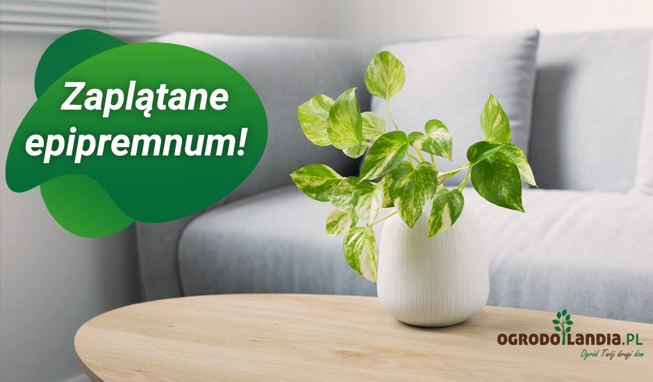 przesadzanie zielistki