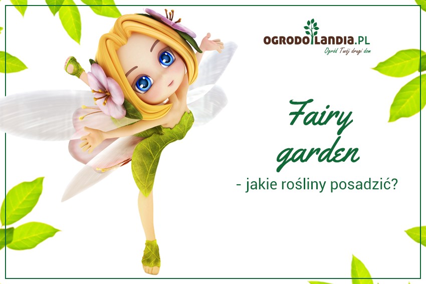 rośliny do fairy garden