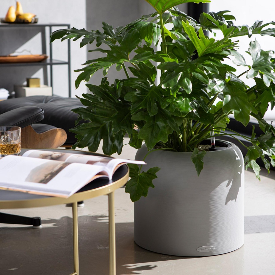 filodendron w wiszącej doniczce