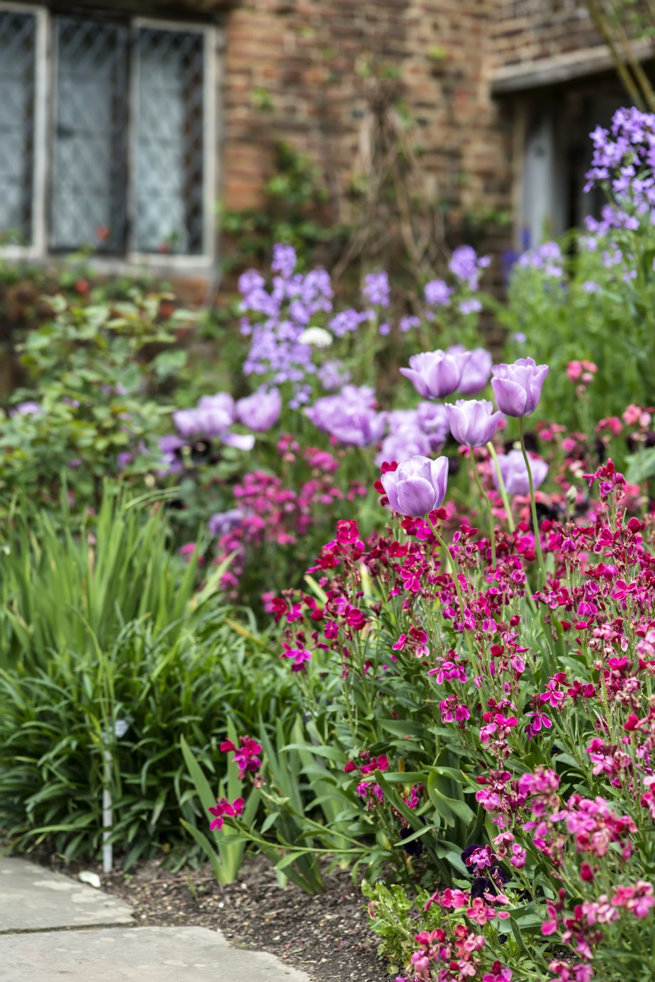 rośliny cebulowe w donicach