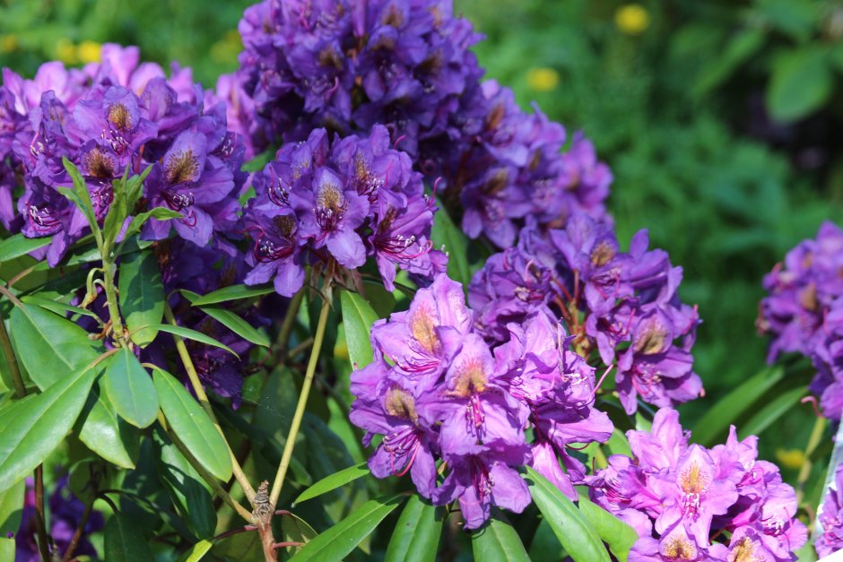 fioletowy rododendron