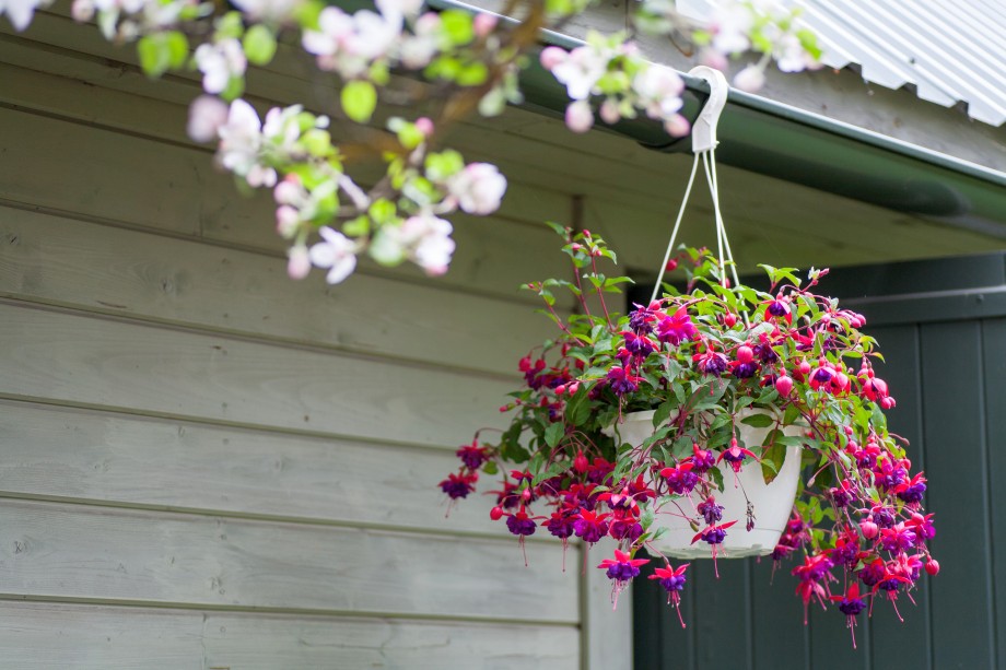 fuksja w wiszącej donicy