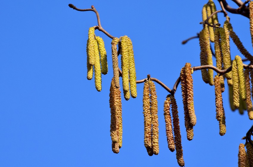 kwiatostan leszczyny