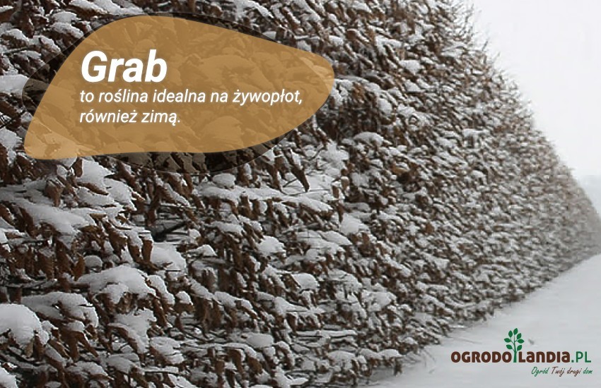 żywopłot z grabu zimą