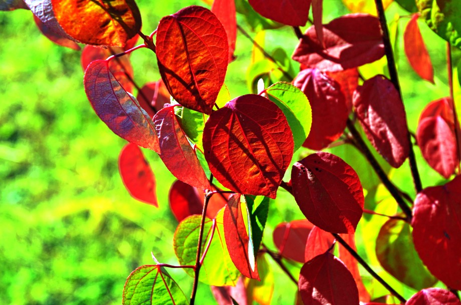 liście grujecznika jesienią