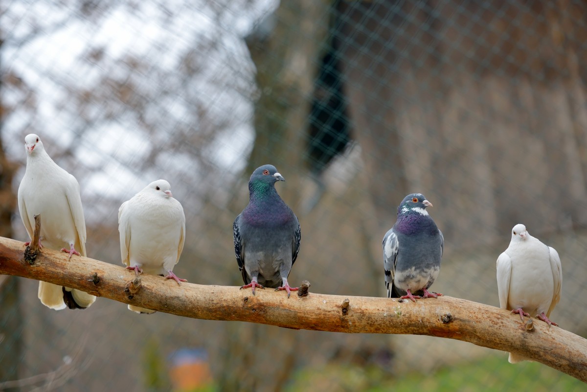 Grupa gołębi o różnych kolorach upierzenia siedzących na gałęzi na rozmytym tle płotu z drutu.
