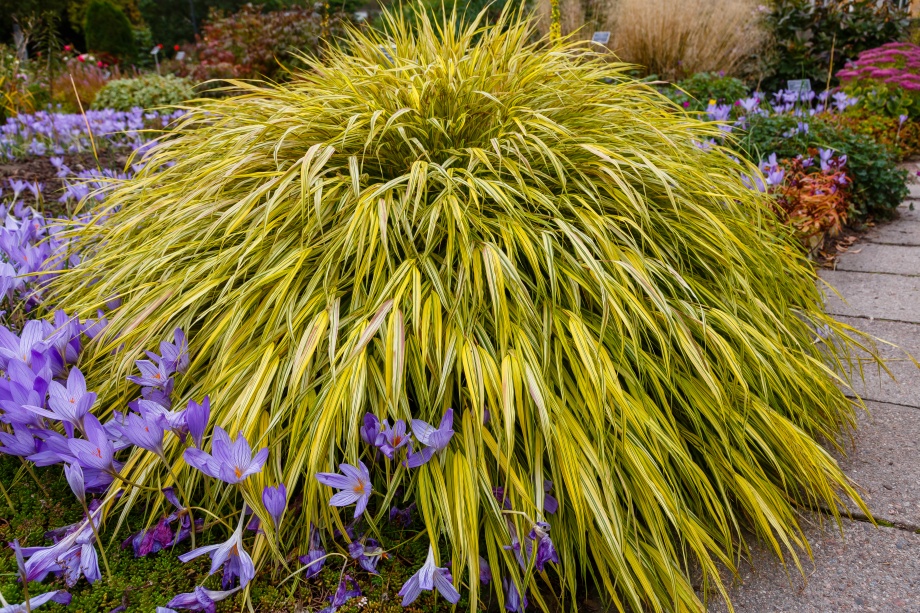 hakonechloa w donicy