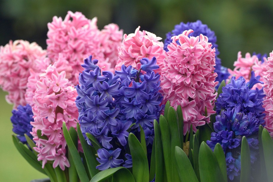 niebieski hiacynt