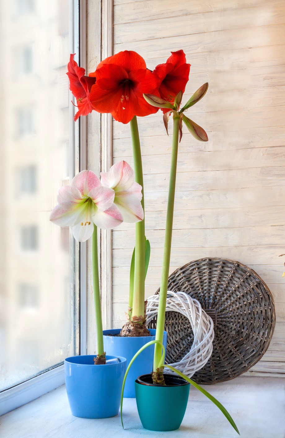 wzrastający Amarylis na parapecie