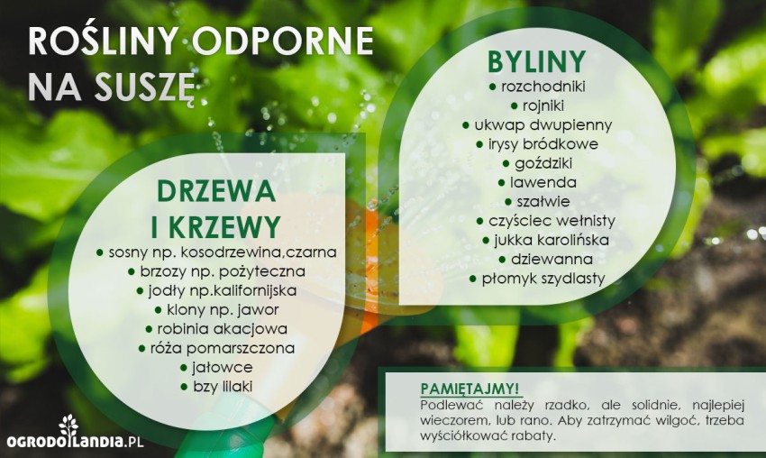 infografika o nawadnianiu roślin