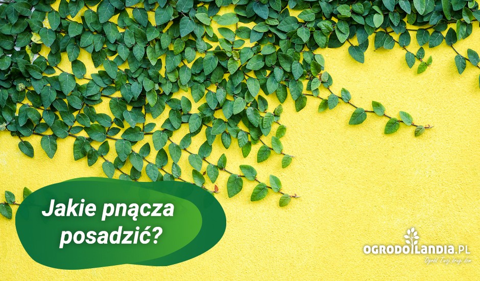 pnącza na białym budynku