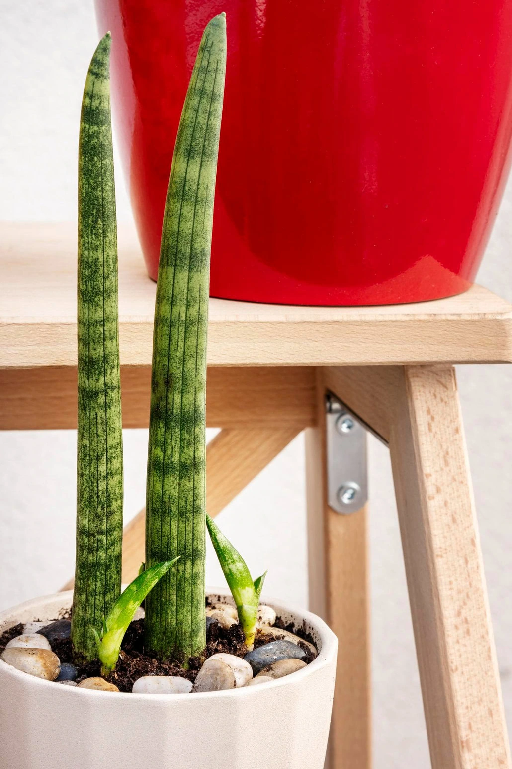 Wężownica, znana jako sansevieria cylindrica, z wysokimi zielonymi liśćmi, znajduje się w białej doniczce wypełnionej małymi kamieniami. Jest artystycznie umieszczona na drewnianej półce obok wyższej, jaskrawoczerwonej doniczki — elegancki dodatek do każdej kolekcji dekoracyjnych roślin domowych.