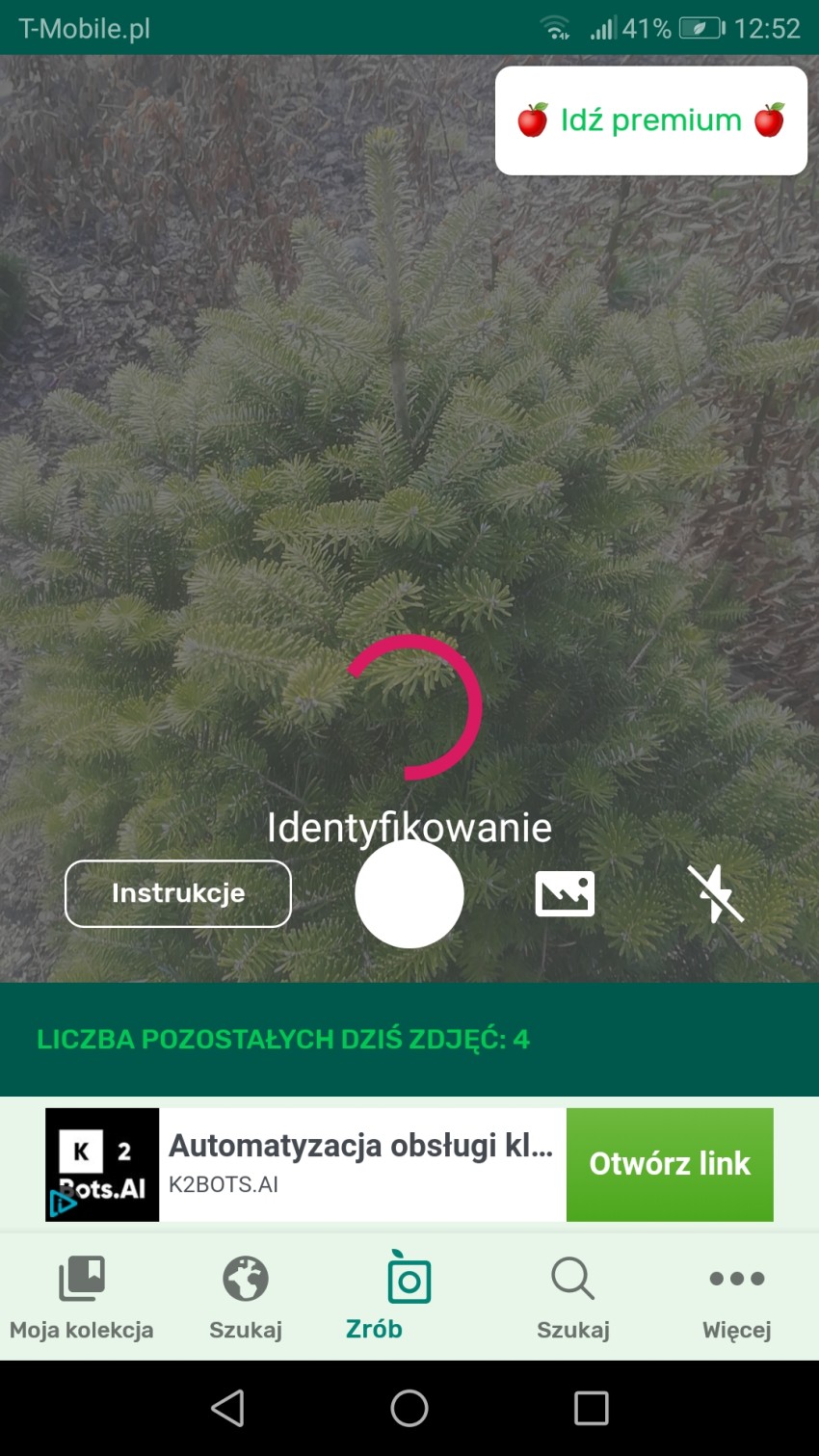 analiza jodły