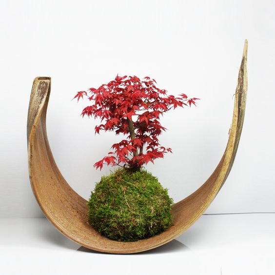 Kokedama z bluszczem ozdobnym