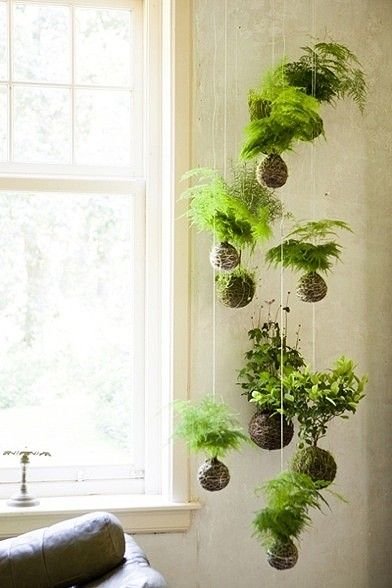 Stojąca kokedama