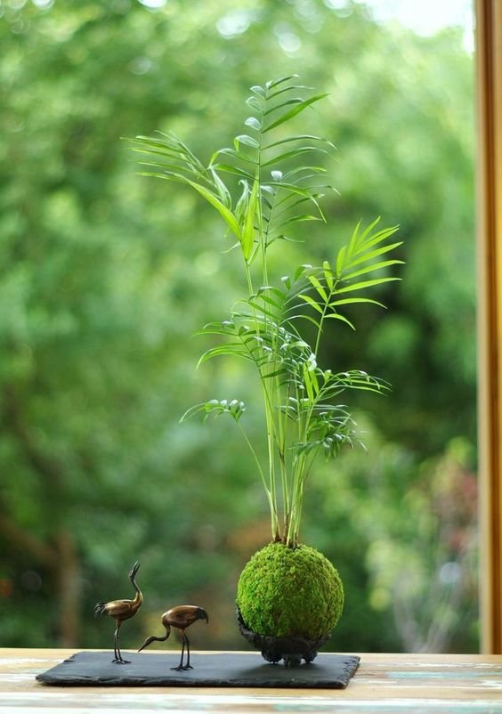 Kokedama z rozchodnikami
