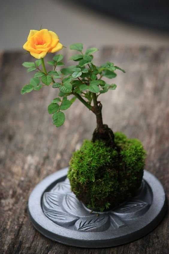 Kokedama z klonem japońskim w formie bonsai