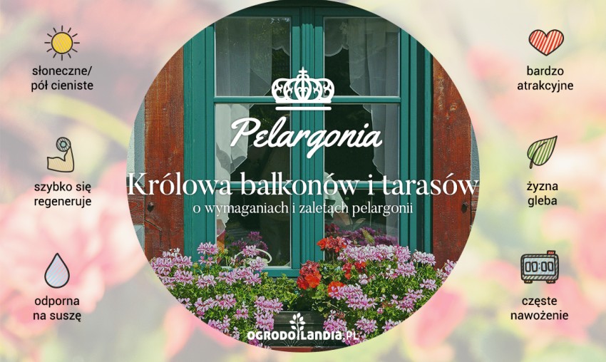 przycinanie pelargonii