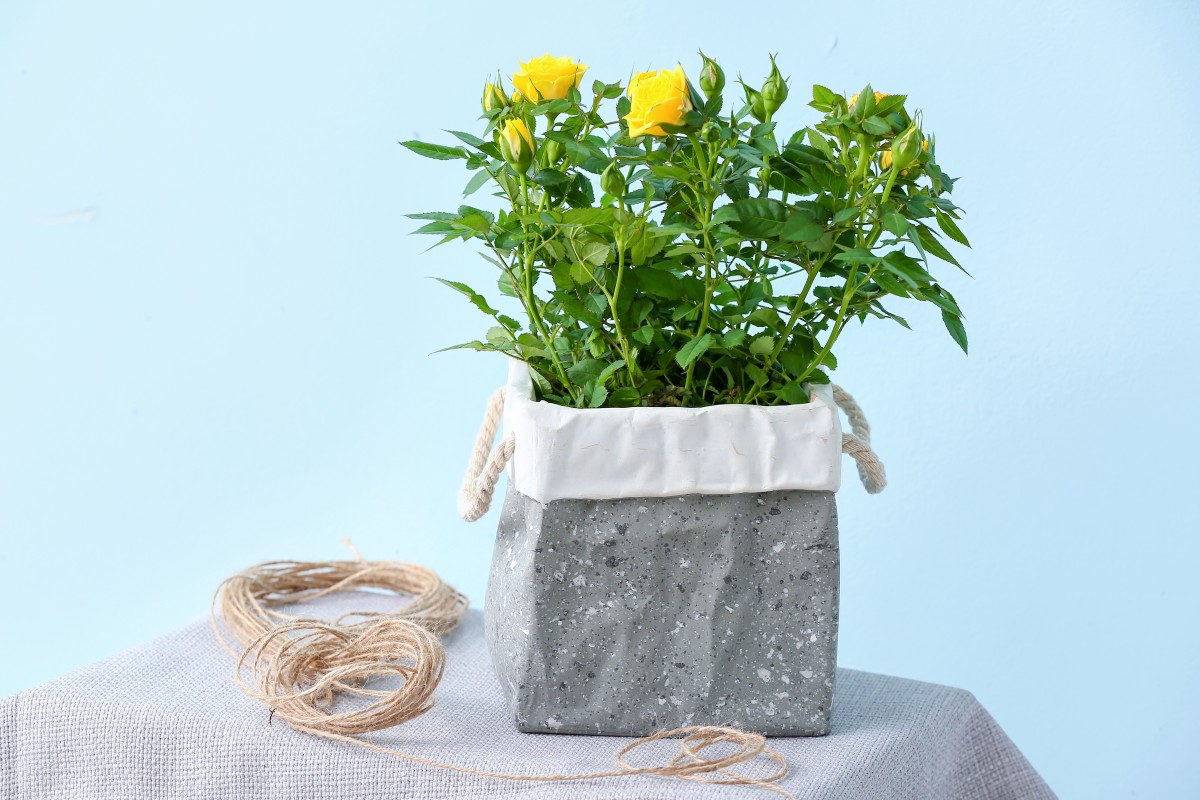 Żółte róże w nowoczesnej betonowej doniczce z otworami drenażowymi i uchwytami ze sznurka, umieszczone na szarej powierzchni tkaniny na jasnoniebieskim tle. Obok doniczki leży zwój liny.