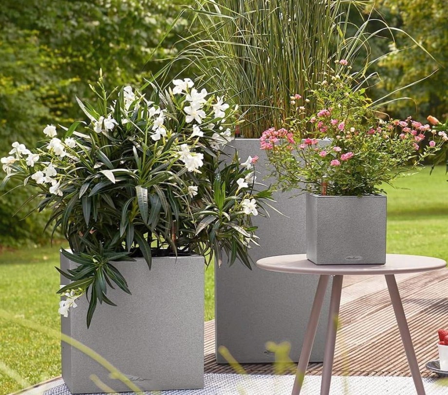 oleander w kwadratowej donicy canto stone