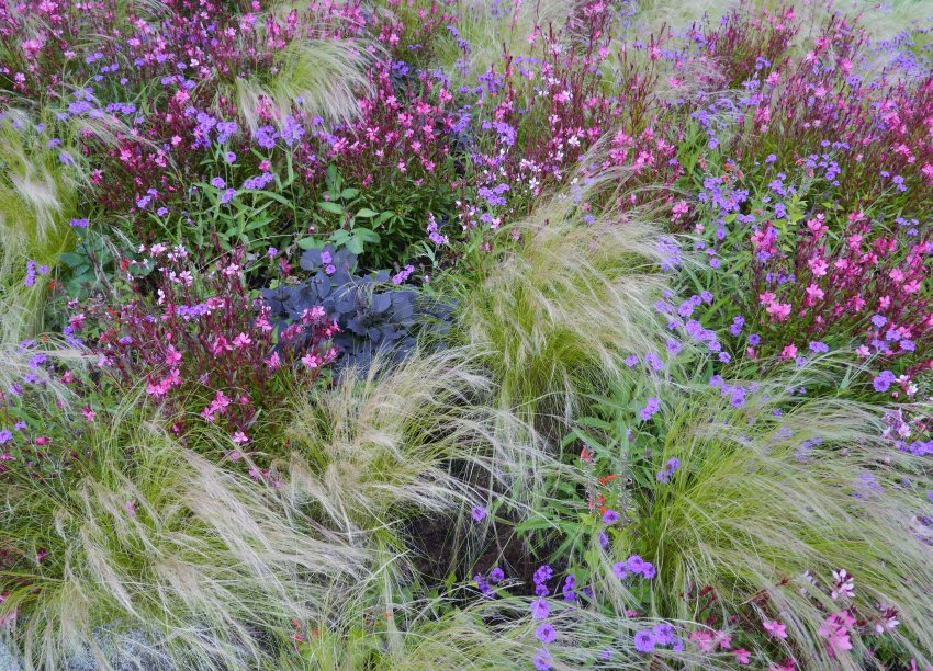 kwiaty i trawy ozdobne