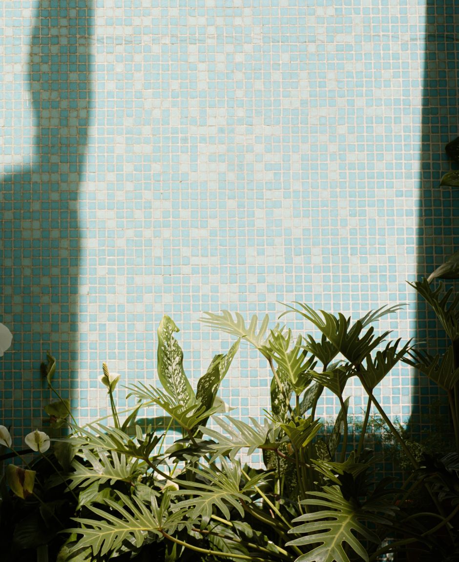 rośliny na blacie w łazience