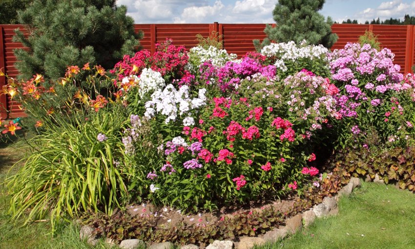 kwitnąca rabata bylinowa