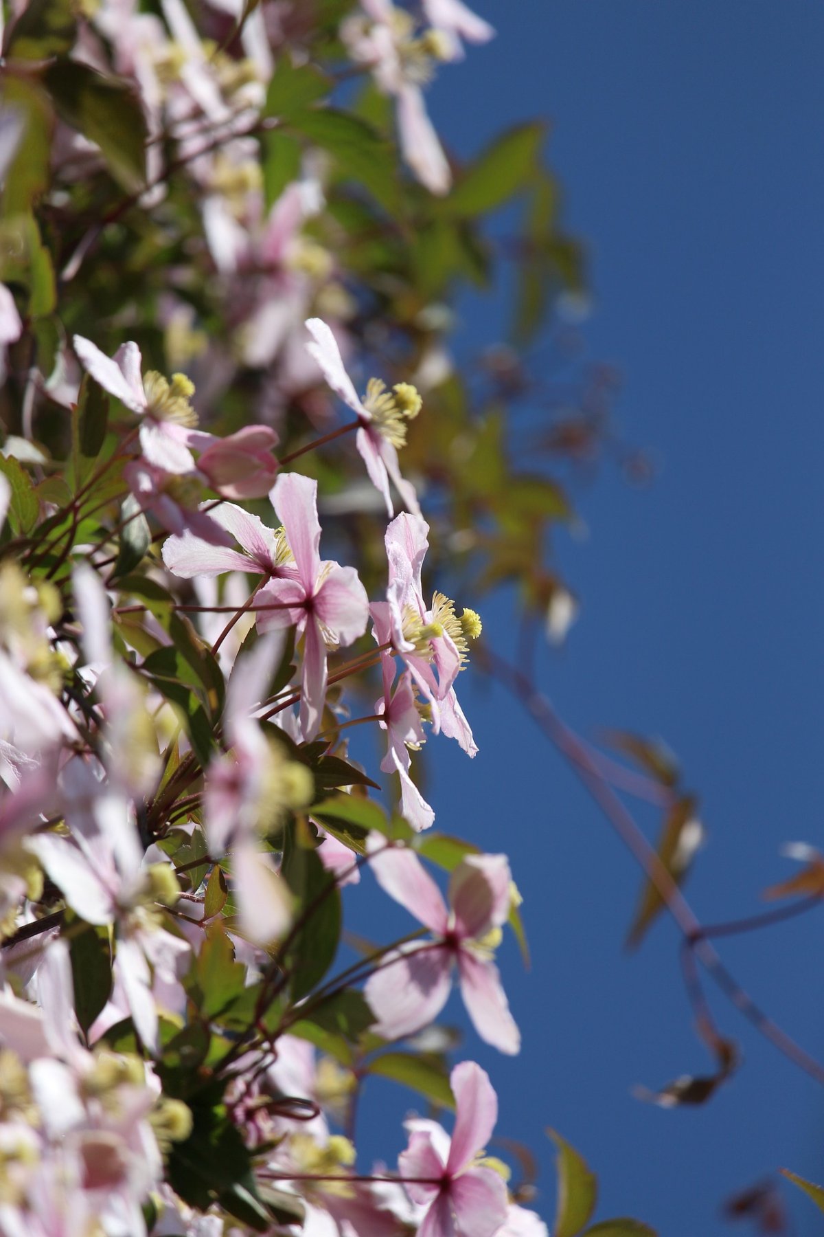 kwitnący żywopłot