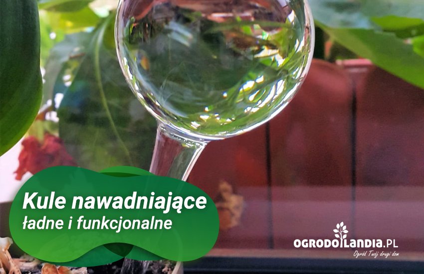 donice na ścianie w białej kuchni