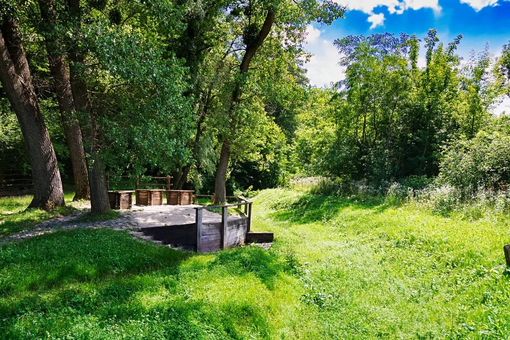 Widok na leśną polanę.