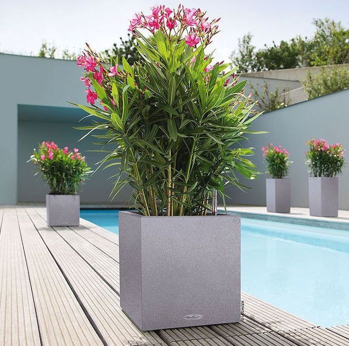 oleander w donicy canto stone