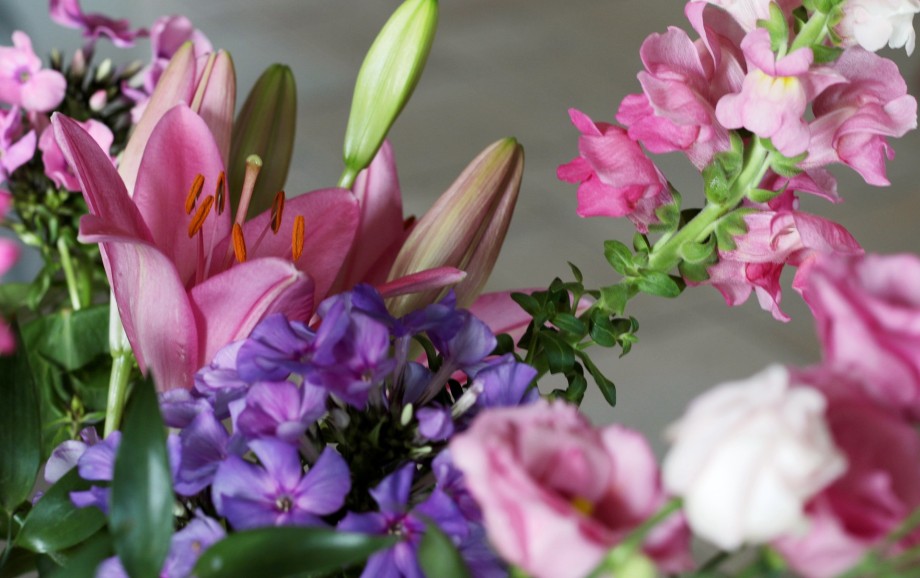 floksy i fruczak gołąbek