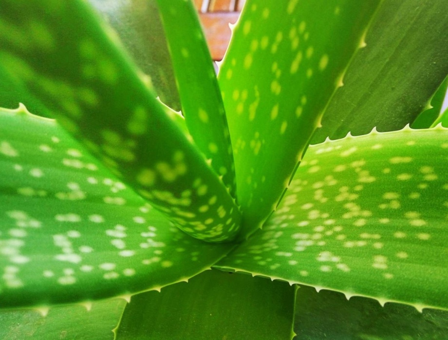 liście aloesu - widok z bliska