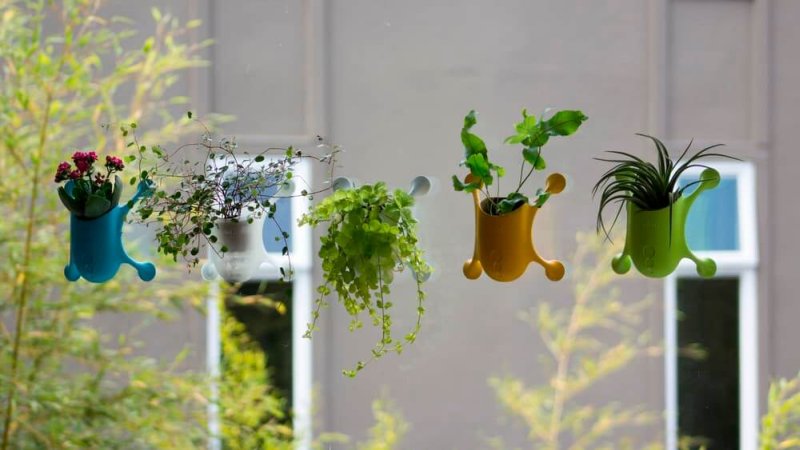 livi na tafli szkła