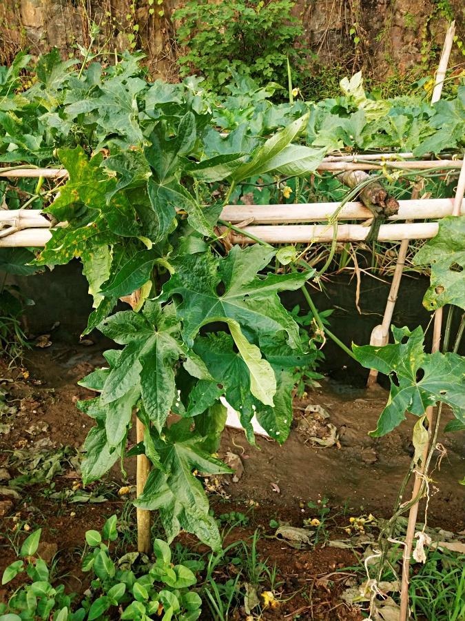 luffa uprawiania na chińskich grządkach