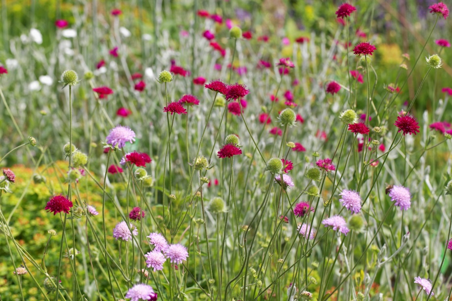 Świerzbnica macedońska