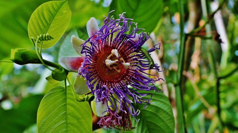 sterlicja