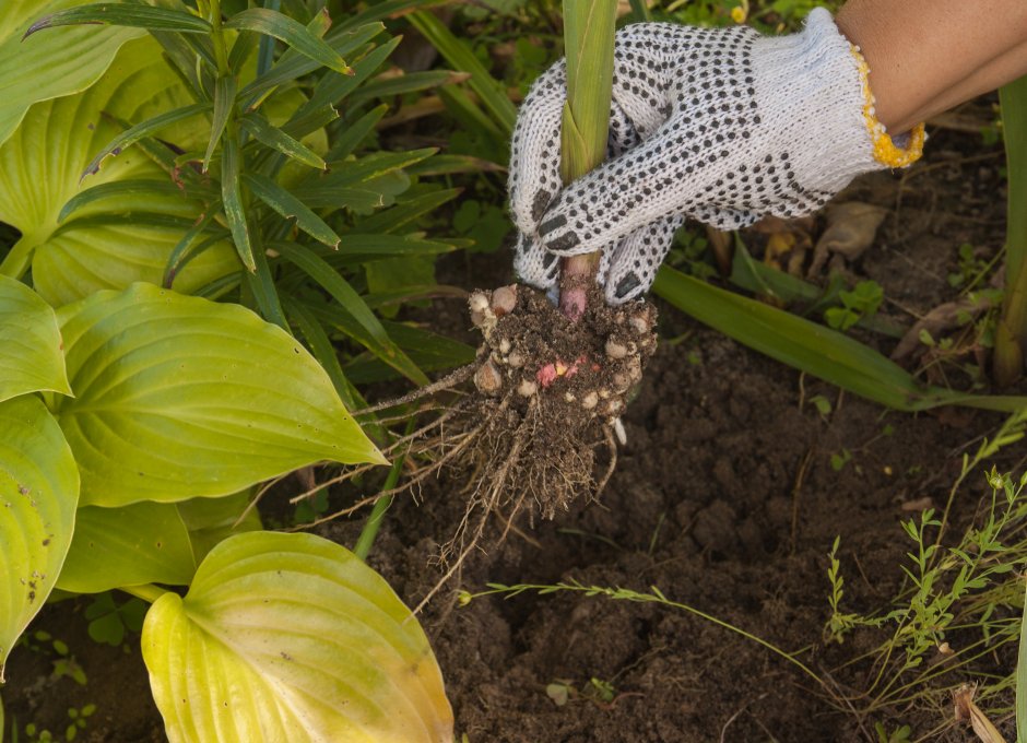łopata w ziemi a obok niej hosty