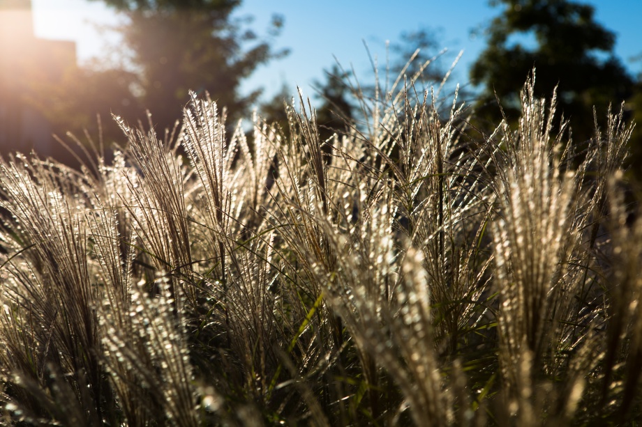 WYMAGANIA HAKONECHLOA SMUKŁEJ