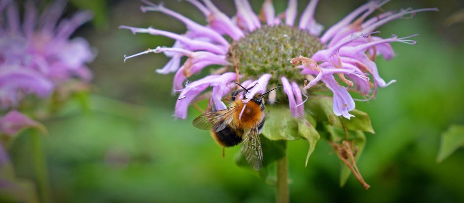 jak uprawiać pysznogłówkę