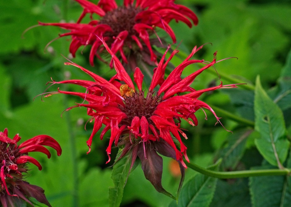 monarda - pysznogłówka